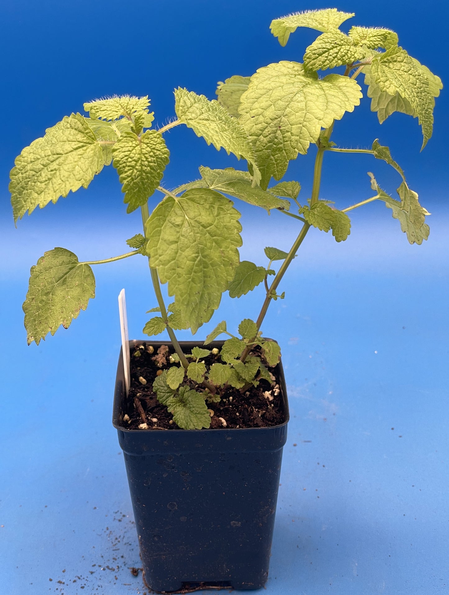 Lemon Balm Starter Plant - Melissa officinalis - No Shipping To California Or Arizona!