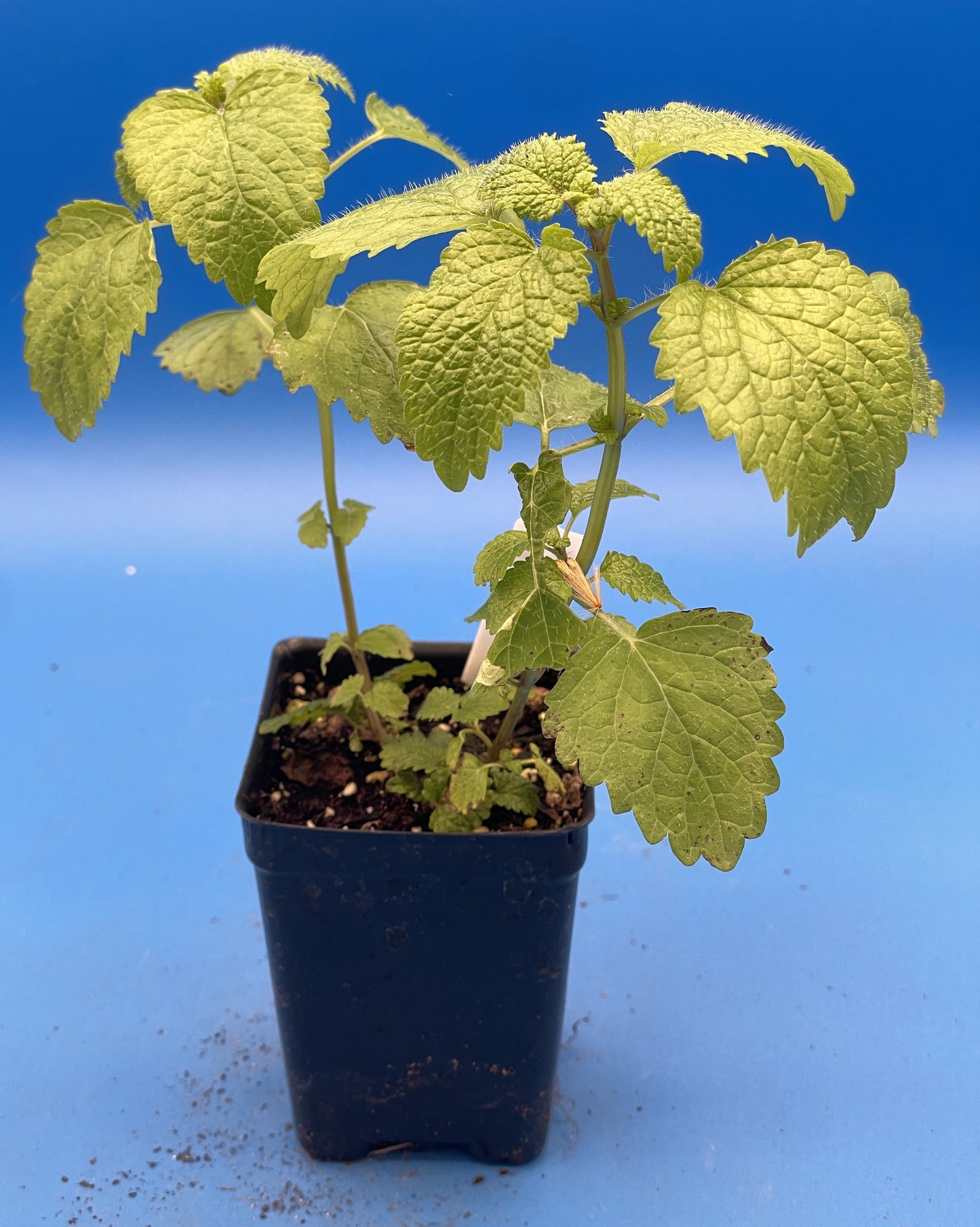 Lemon Balm Starter Plant - Melissa officinalis - No Shipping To California Or Arizona!