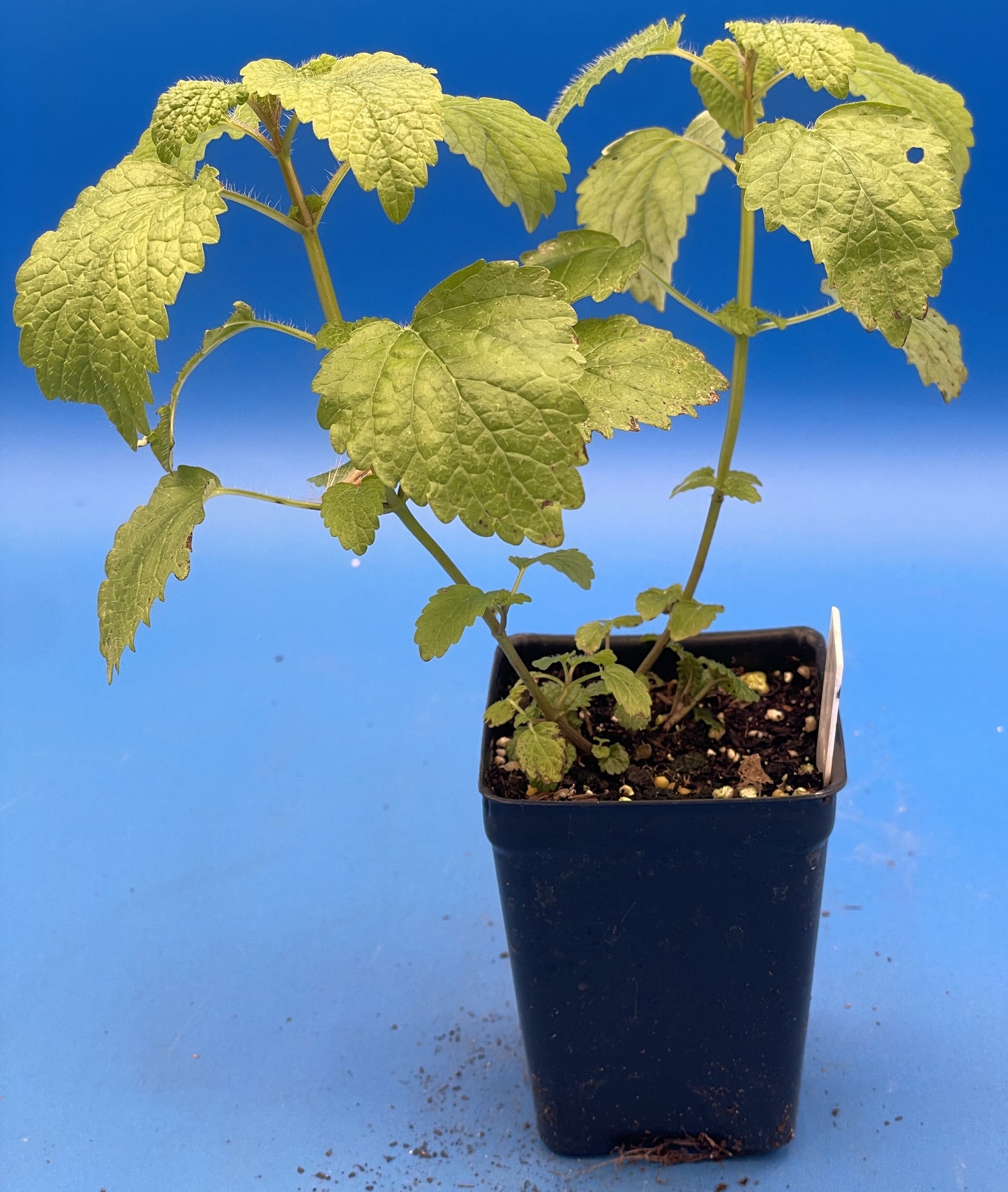 Lemon Balm Starter Plant - Melissa officinalis - No Shipping To California Or Arizona!