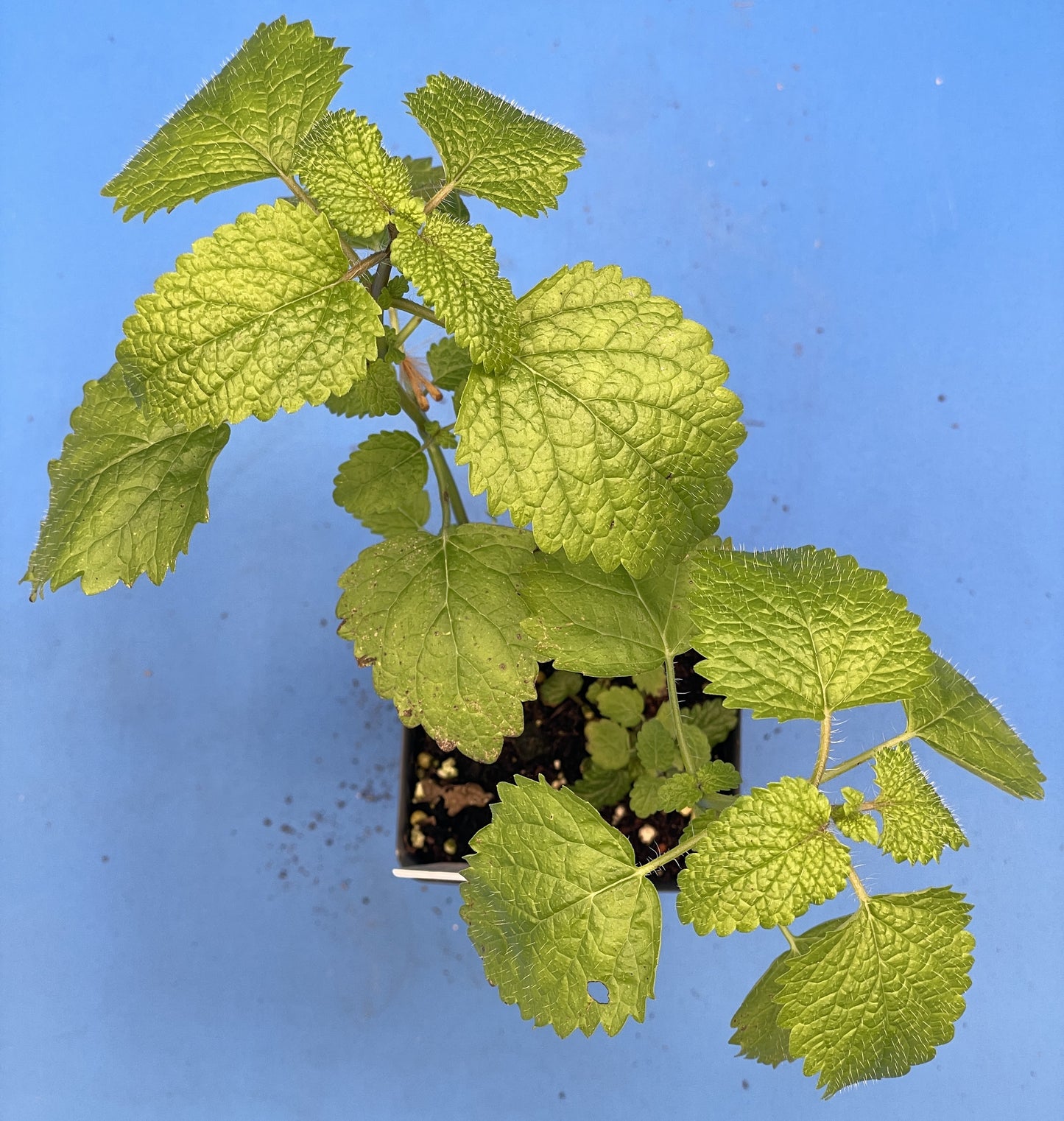 Lemon Balm Starter Plant - Melissa officinalis - No Shipping To California Or Arizona!