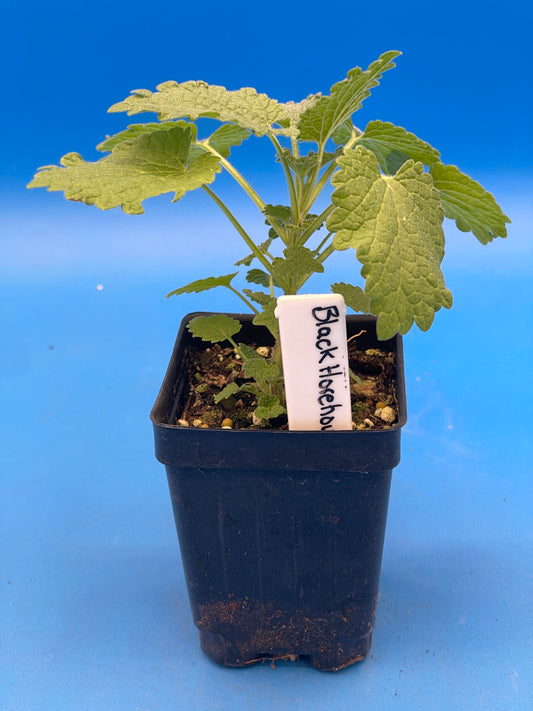 Horehound, Black Live 3" Starter Plant - Ballota Nigra