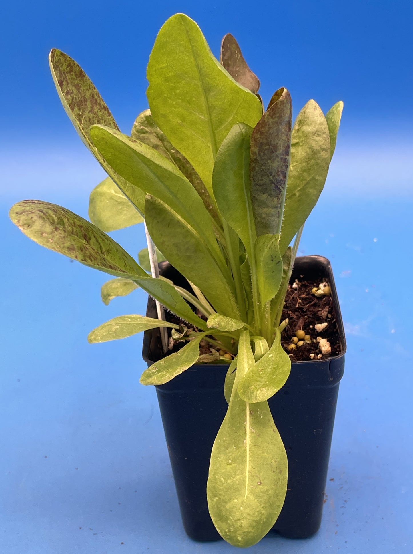 Radicchio Rossa Di Treviso Starter Plant - Cichorium Intybus Var. Foliosum - No Shipping To California Or Arizona!