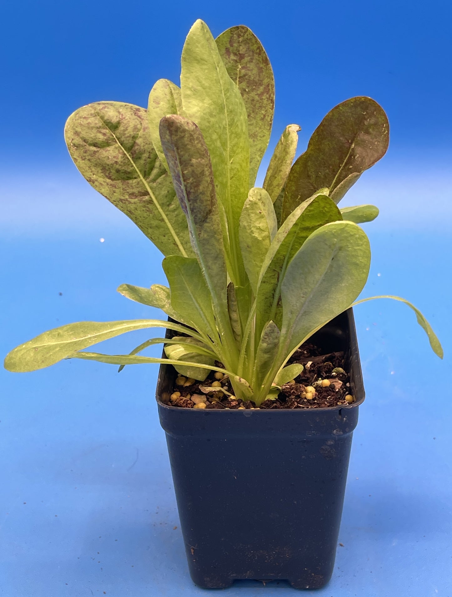 Radicchio Rossa Di Treviso Starter Plant - Cichorium Intybus Var. Foliosum - No Shipping To California Or Arizona!