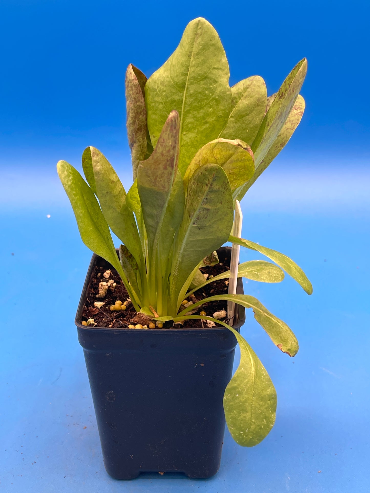 Radicchio Rossa Di Treviso Starter Plant - Cichorium Intybus Var. Foliosum - No Shipping To California Or Arizona!