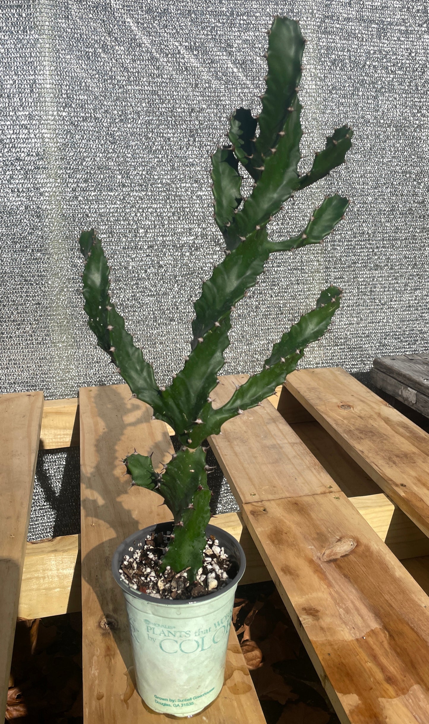 Euphorbia Tortilis - Spiral Euphorbia Super Healthy! Exact Plant (1) HUGE!
