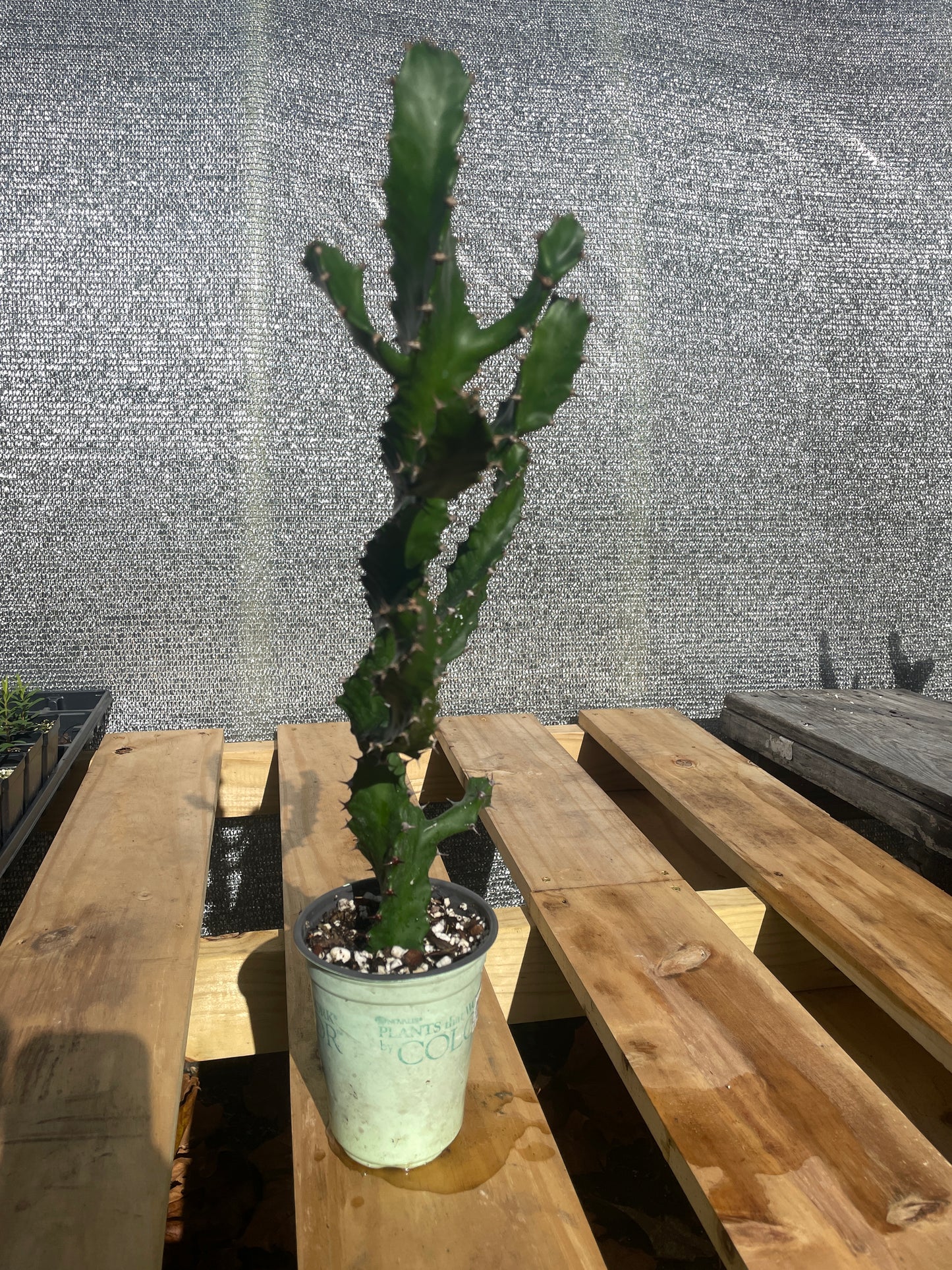 Euphorbia Tortilis - Spiral Euphorbia Super Healthy! Exact Plant (1) HUGE!