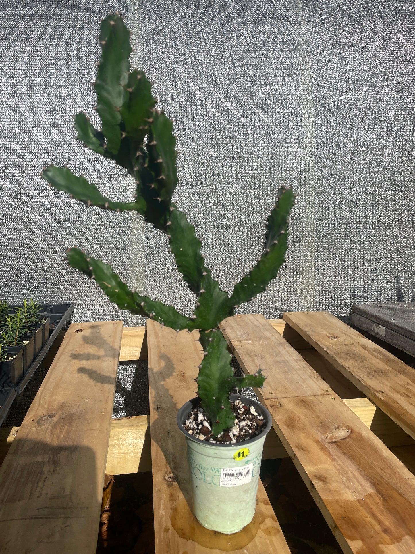 Euphorbia Tortilis - Spiral Euphorbia Super Healthy! Exact Plant (1) HUGE!