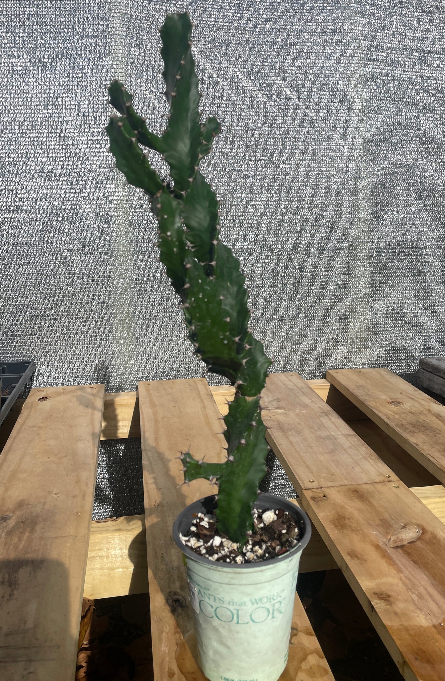Euphorbia Tortilis - Spiral Euphorbia Super Healthy! Exact Plant (1) HUGE!