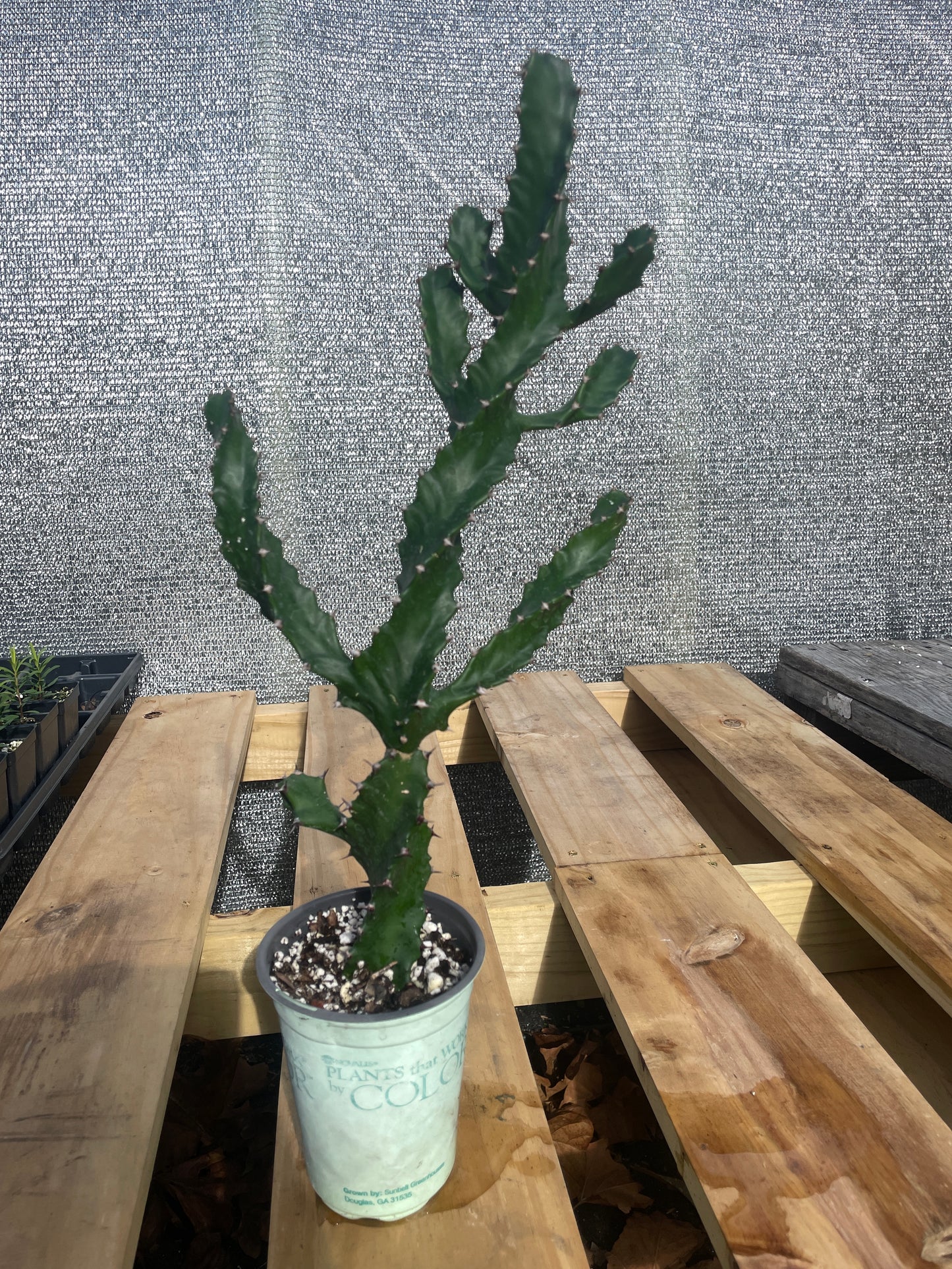 Euphorbia Tortilis - Spiral Euphorbia Super Healthy! Exact Plant (1) HUGE!