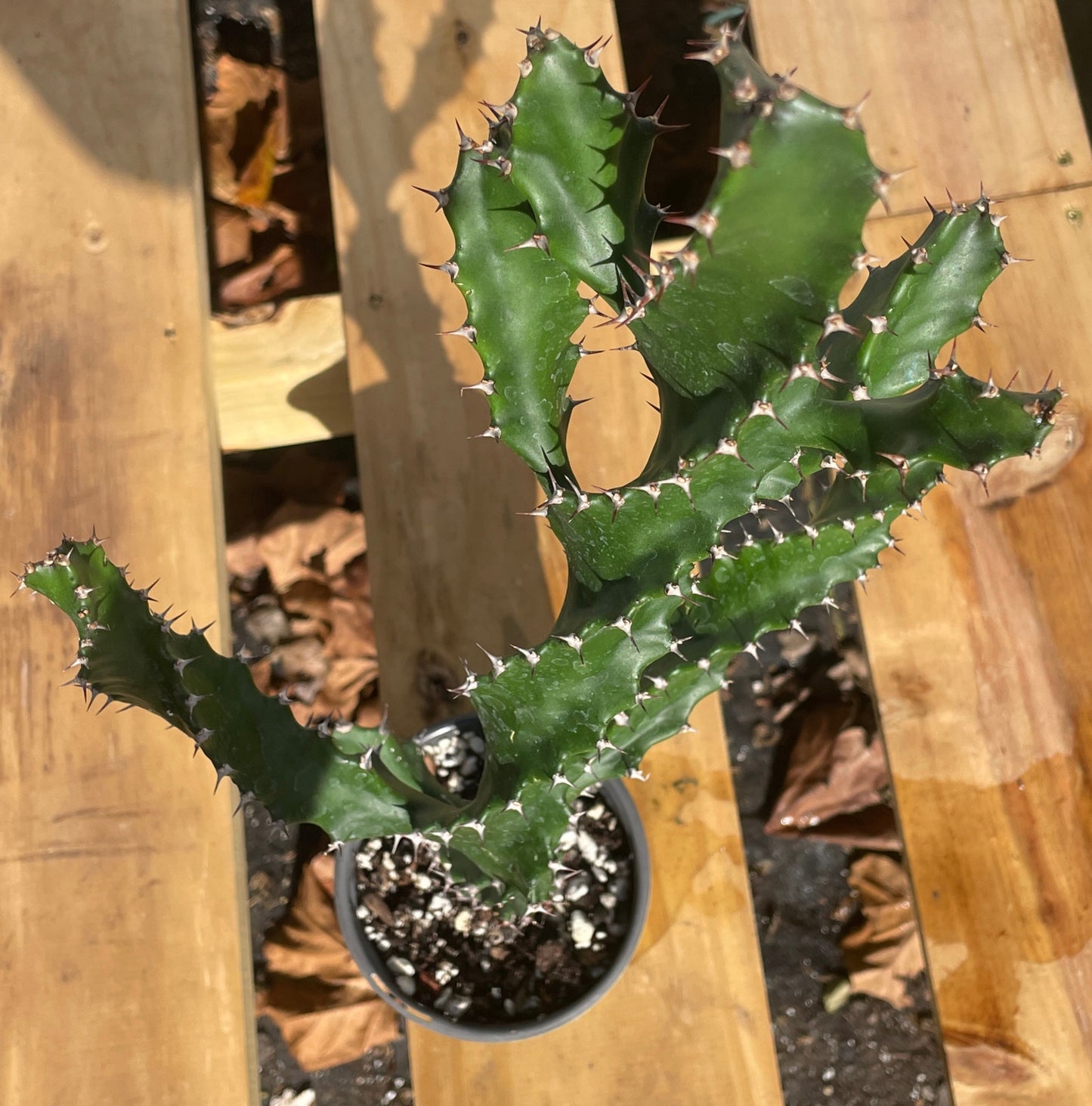 Euphorbia Tortilis - Spiral Euphorbia Super Healthy! Exact Plant (1) HUGE!