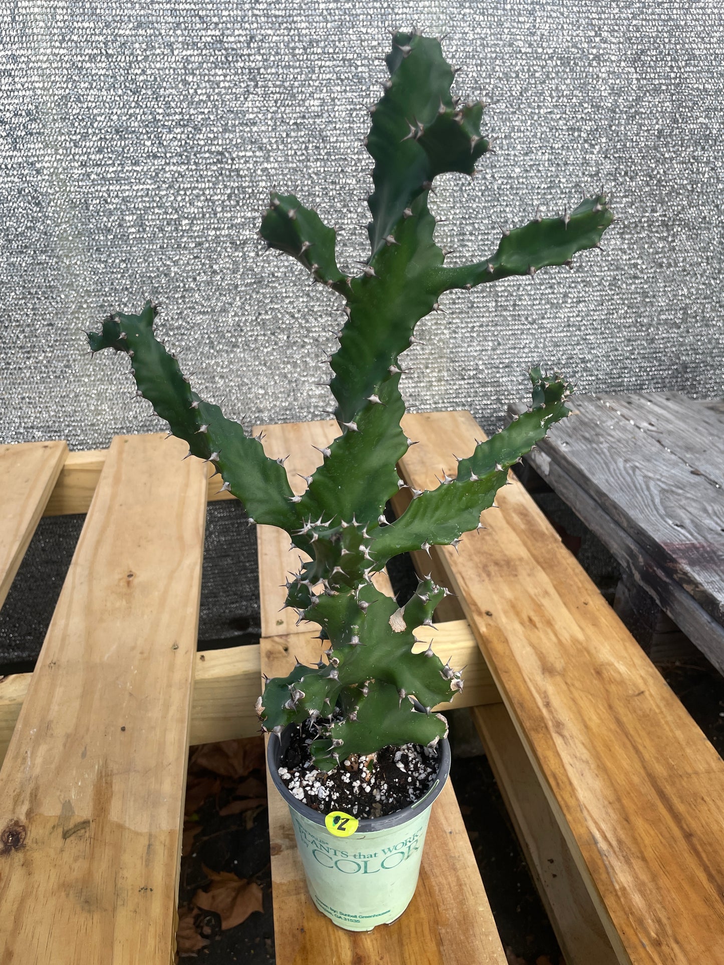 Euphorbia Tortilis - Spiral Euphorbia Super Healthy! Exact Plant (2) HUGE!