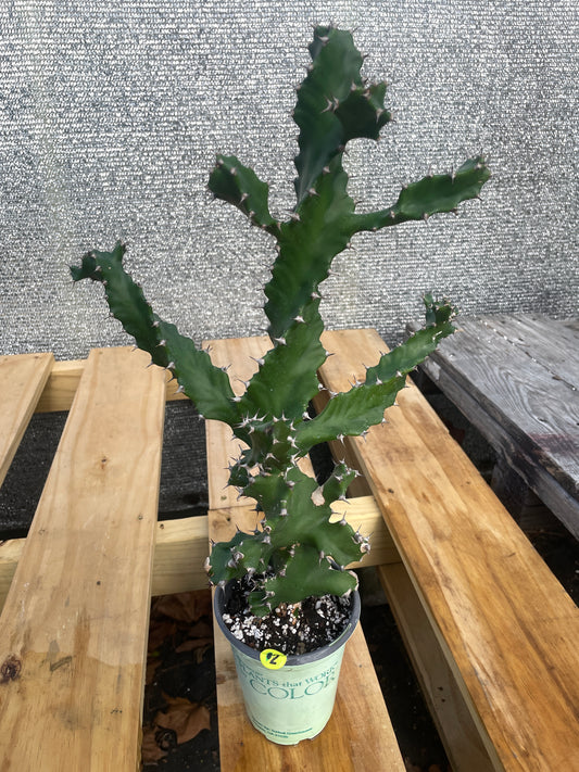 Euphorbia Tortilis - Spiral Euphorbia Super Healthy! Exact Plant (2) HUGE!