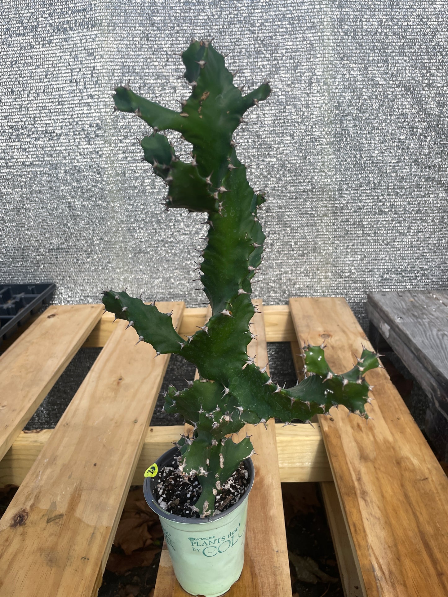 Euphorbia Tortilis - Spiral Euphorbia Super Healthy! Exact Plant (2) HUGE!
