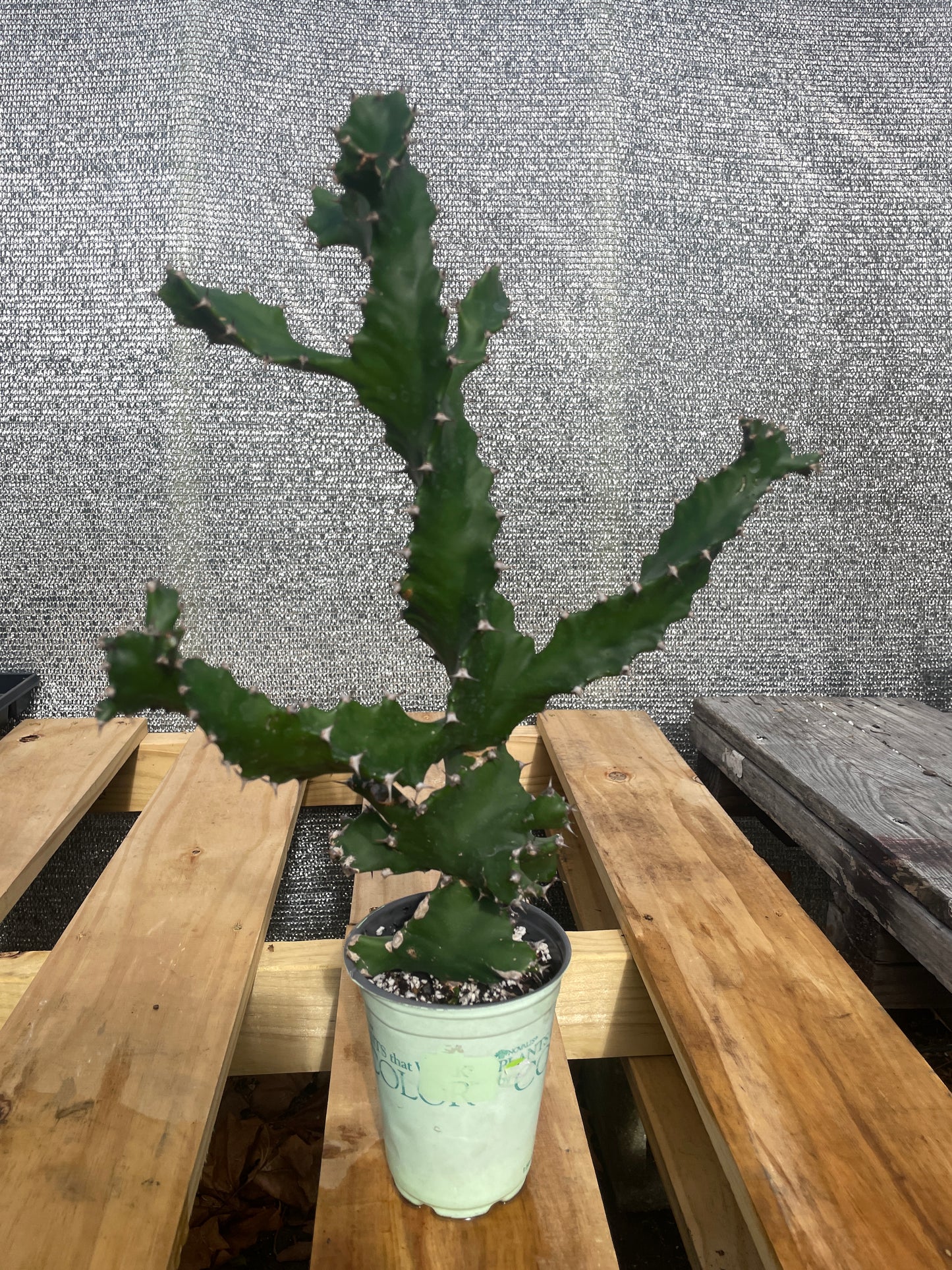 Euphorbia Tortilis - Spiral Euphorbia Super Healthy! Exact Plant (2) HUGE!
