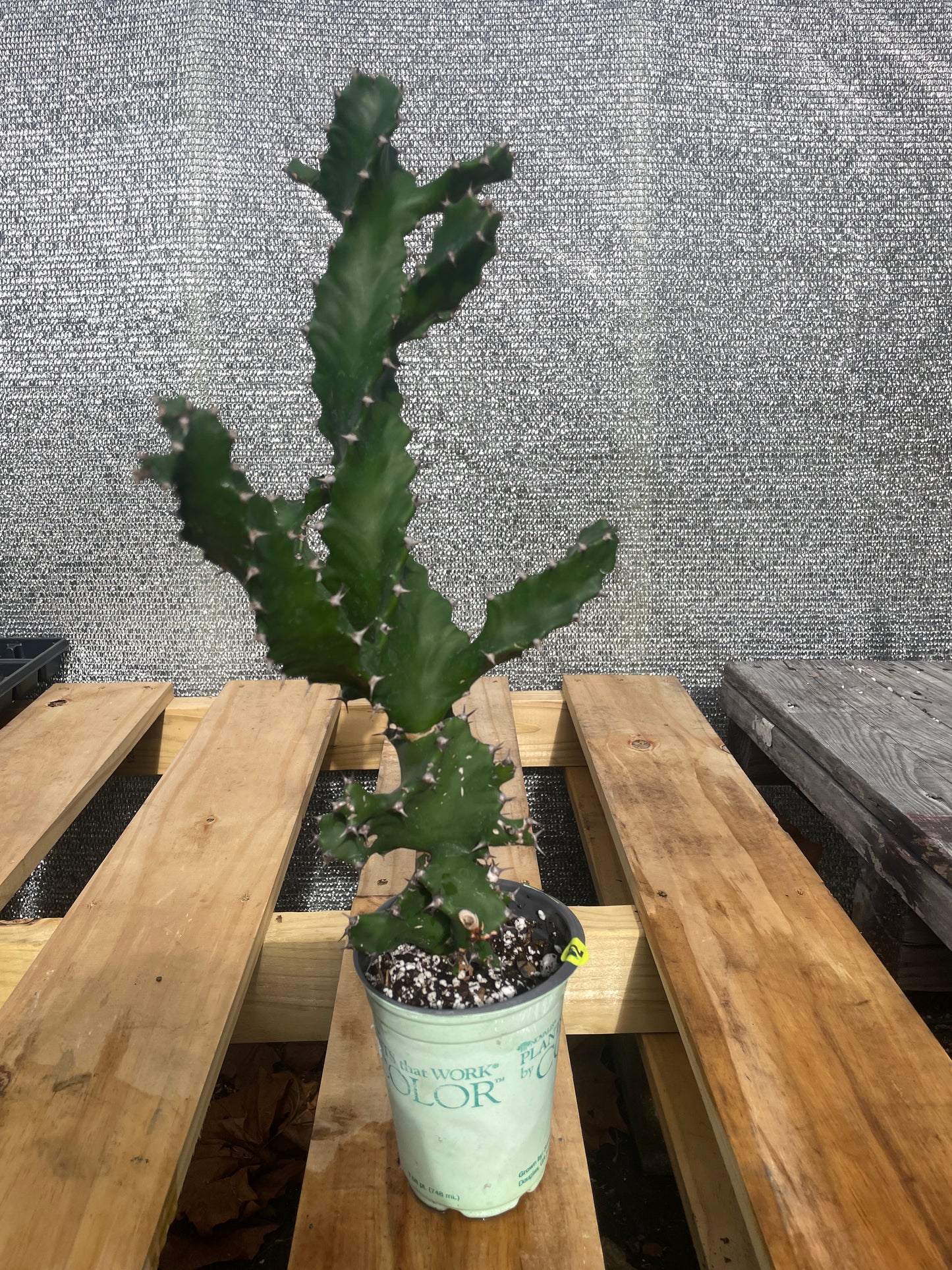 Euphorbia Tortilis - Spiral Euphorbia Super Healthy! Exact Plant (2) HUGE!