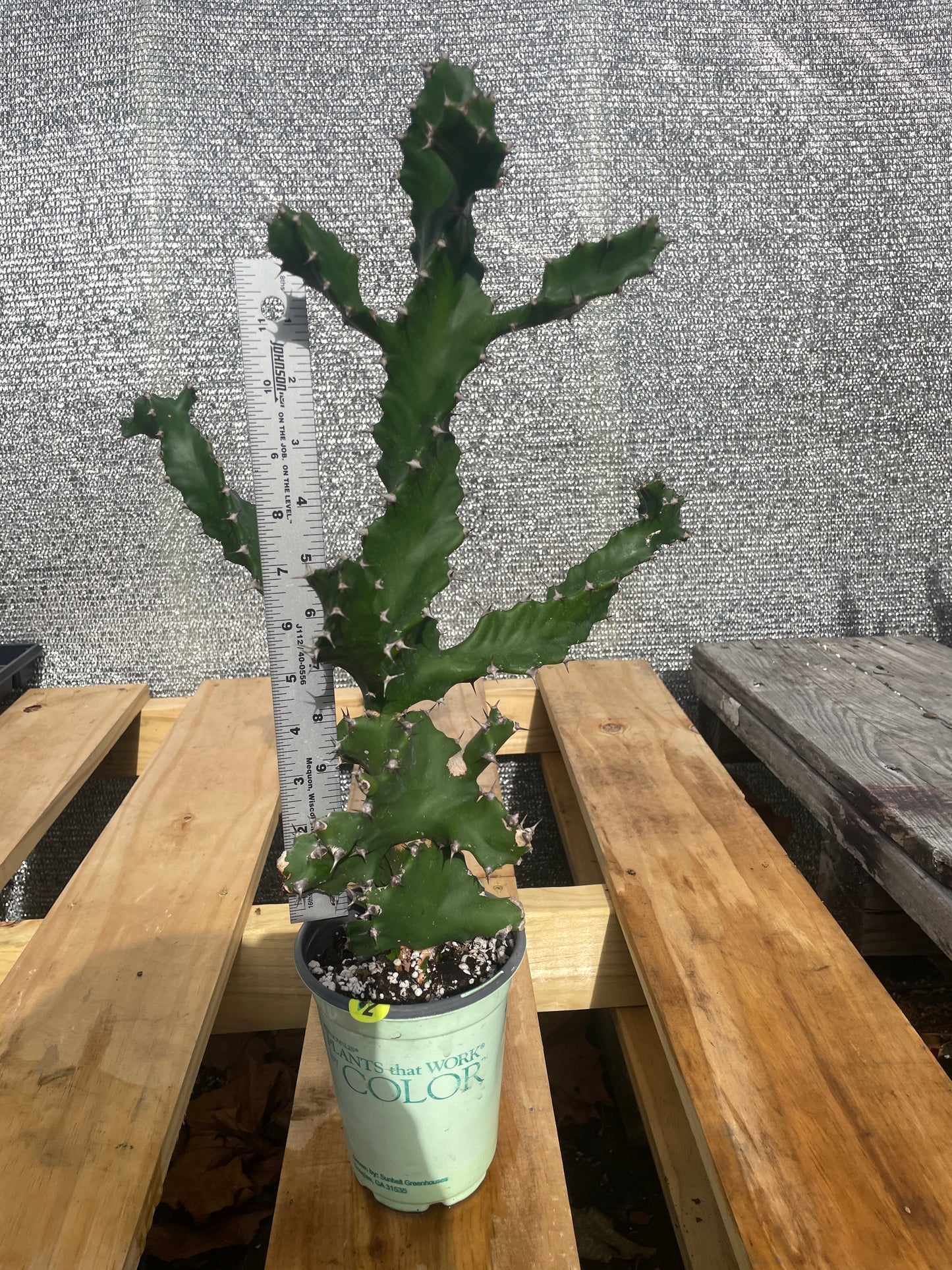 Euphorbia Tortilis - Spiral Euphorbia Super Healthy! Exact Plant (2) HUGE!