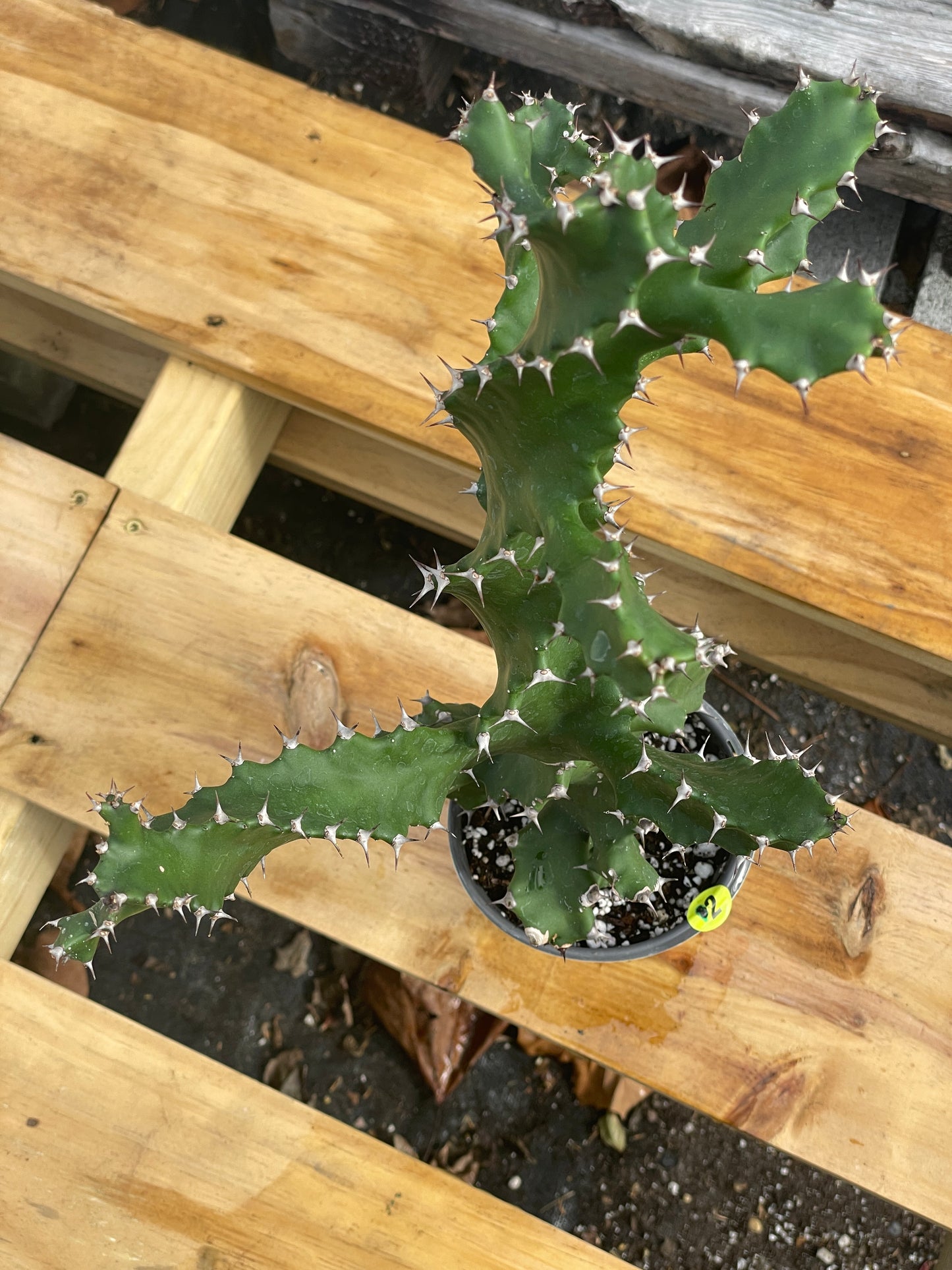 Euphorbia Tortilis - Spiral Euphorbia Super Healthy! Exact Plant (2) HUGE!