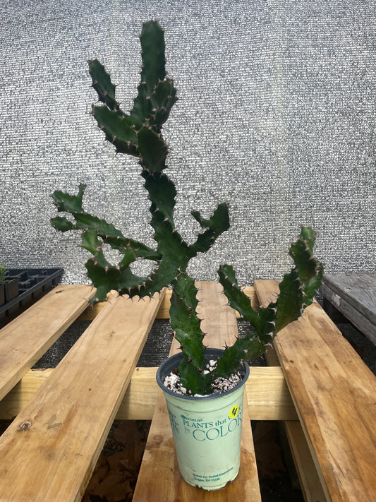 Euphorbia Tortilis - Spiral Euphorbia Super Healthy! Exact Plant (4) HUGE!