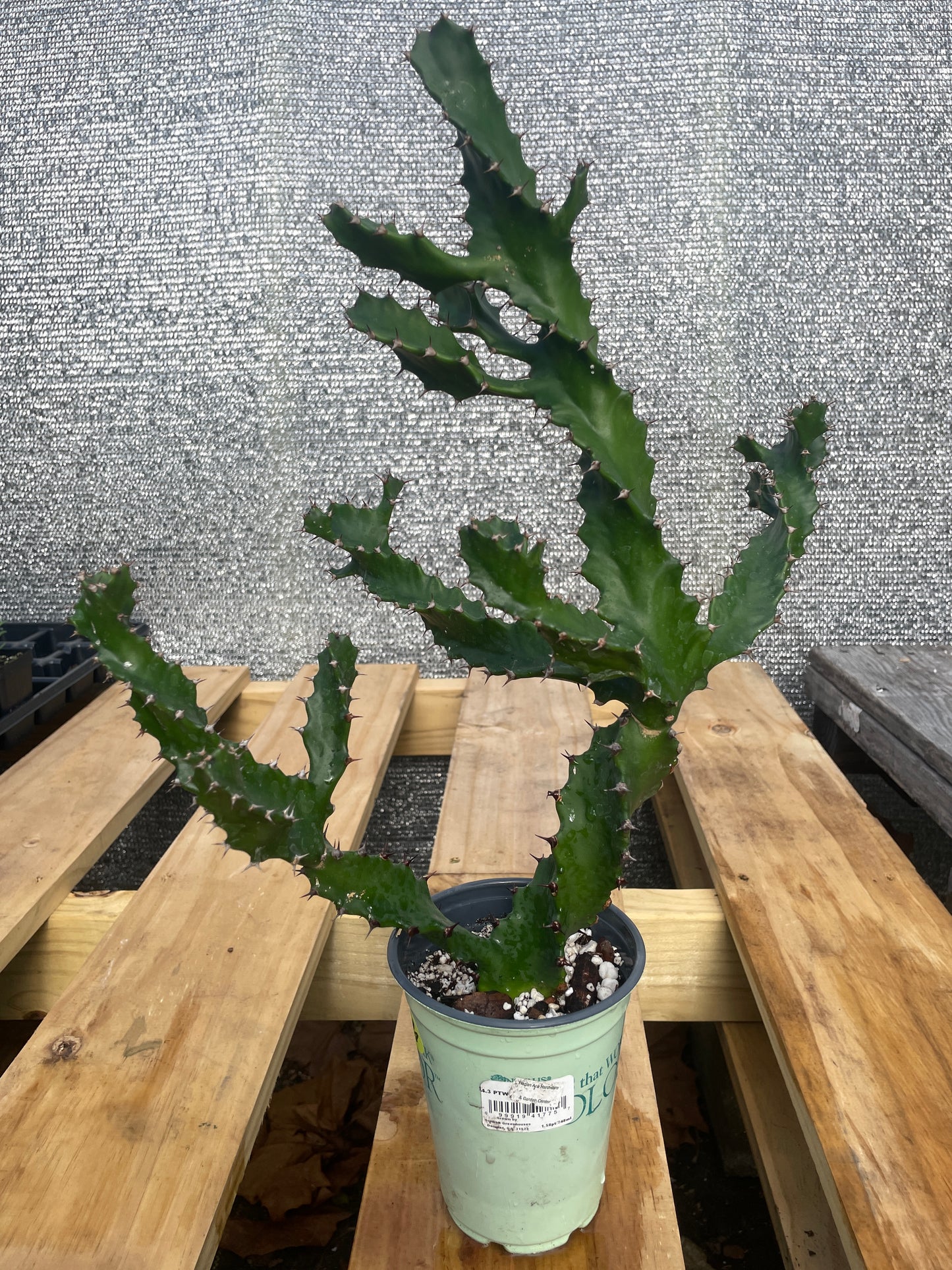 Euphorbia Tortilis - Spiral Euphorbia Super Healthy! Exact Plant (4) HUGE!