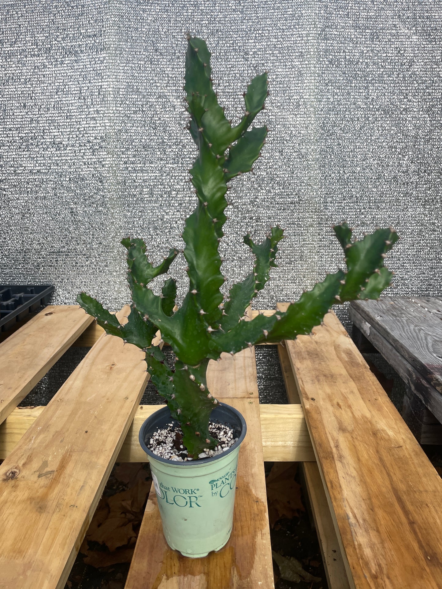 Euphorbia Tortilis - Spiral Euphorbia Super Healthy! Exact Plant (4) HUGE!