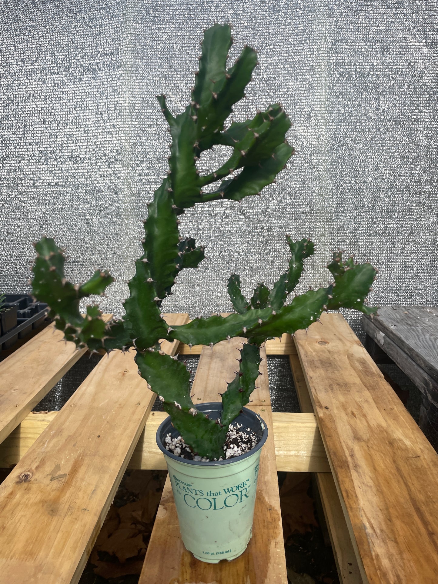 Euphorbia Tortilis - Spiral Euphorbia Super Healthy! Exact Plant (4) HUGE!