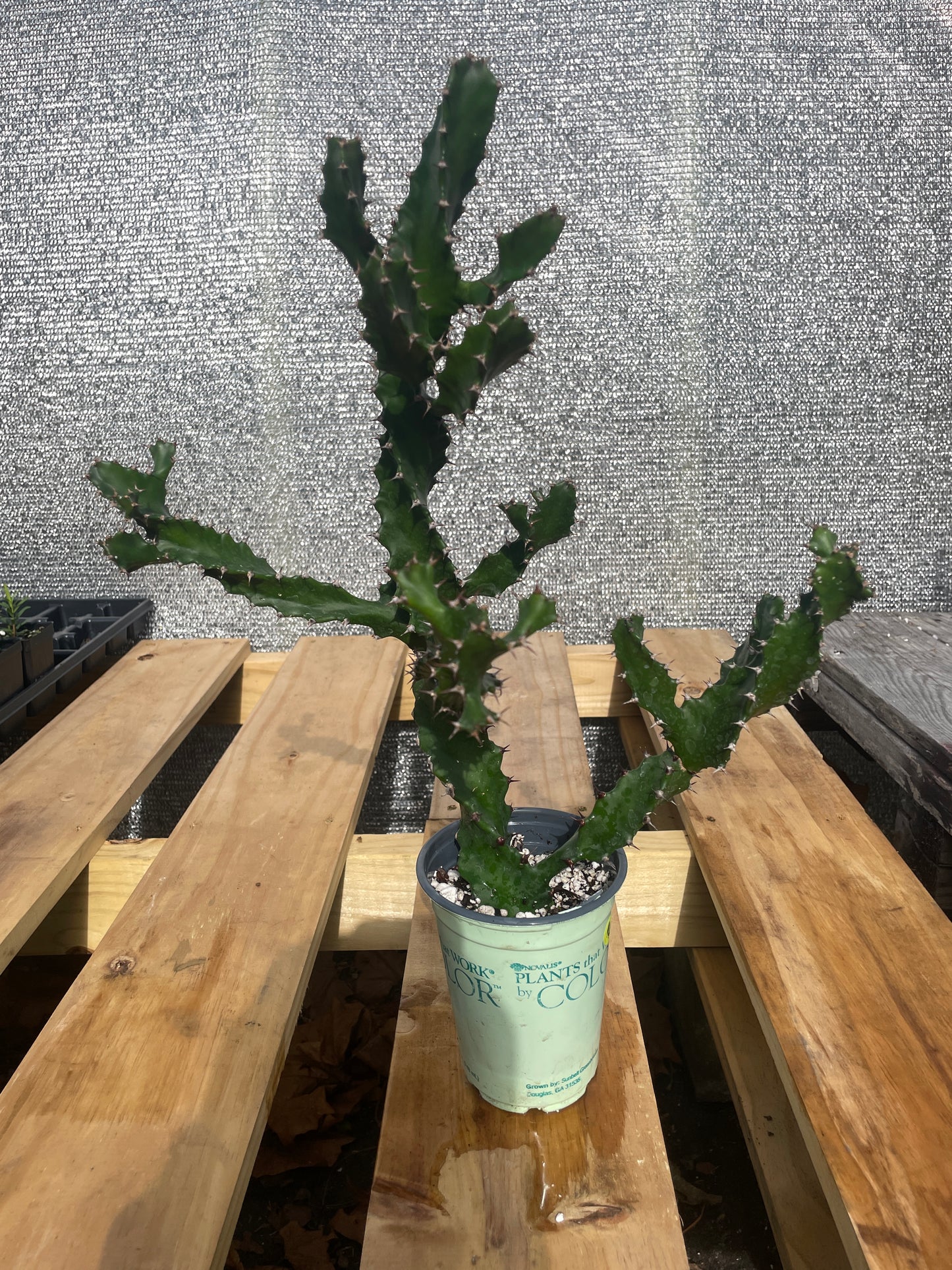 Euphorbia Tortilis - Spiral Euphorbia Super Healthy! Exact Plant (4) HUGE!