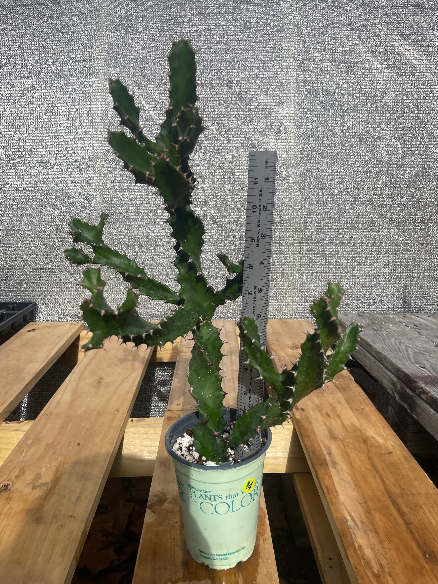 Euphorbia Tortilis - Spiral Euphorbia Super Healthy! Exact Plant (4) HUGE!