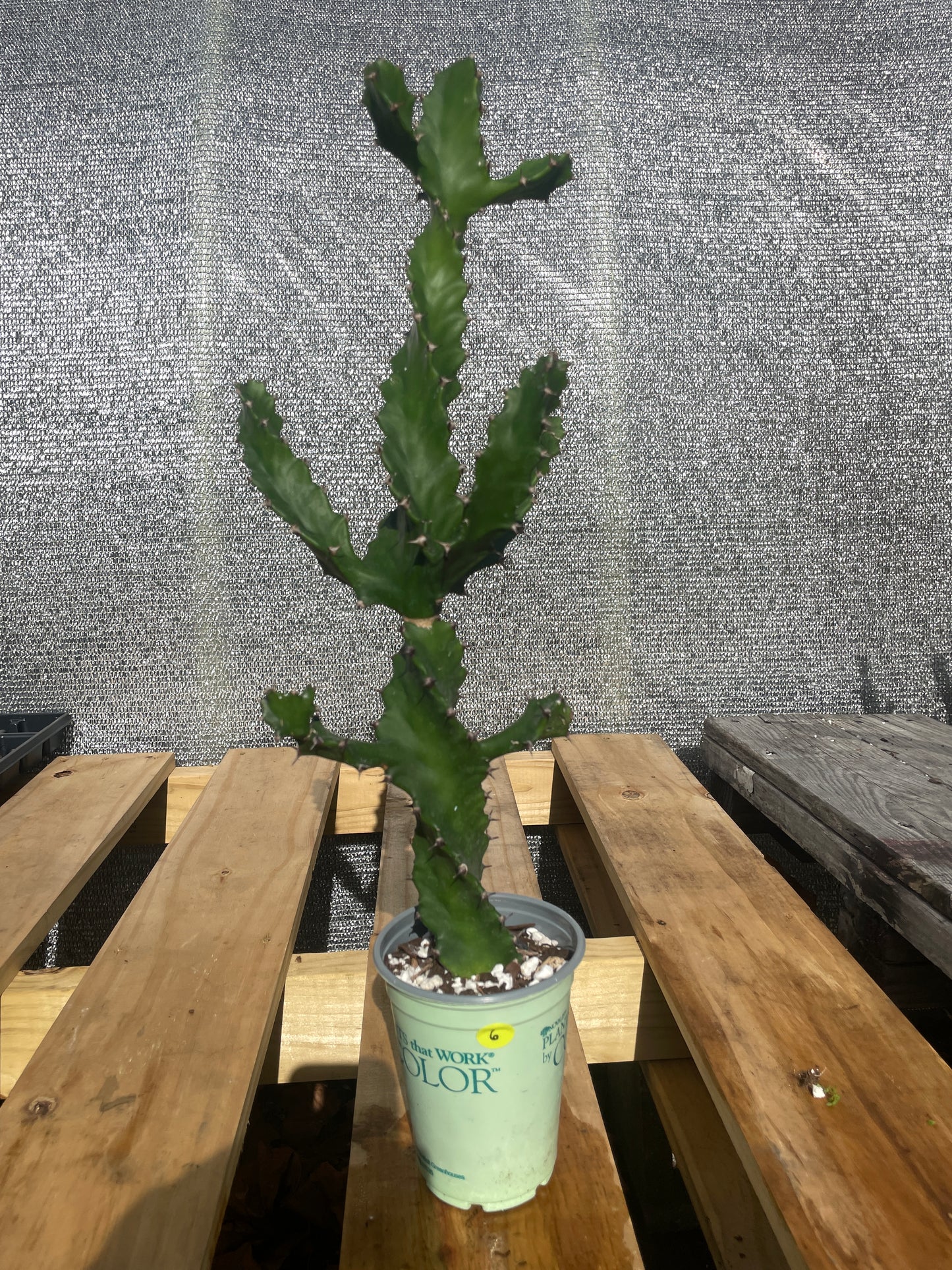 Euphorbia Tortilis - Spiral Euphorbia Super Healthy! Exact Plant (6) HUGE!