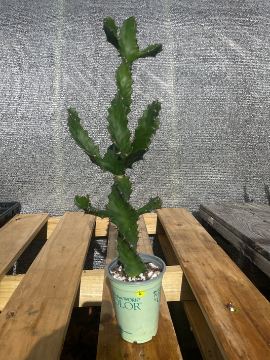Euphorbia Tortilis - Spiral Euphorbia Super Healthy! Exact Plant (6) HUGE!
