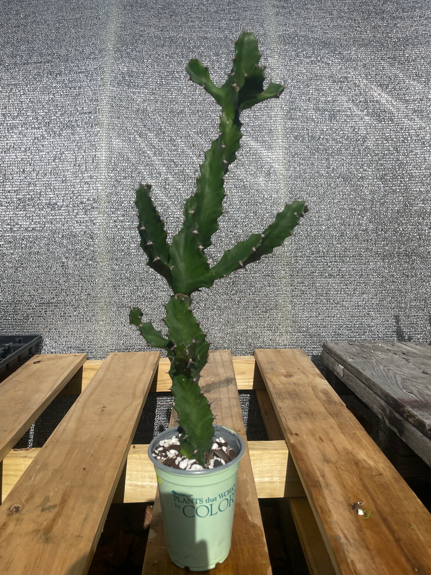 Euphorbia Tortilis - Spiral Euphorbia Super Healthy! Exact Plant (6) HUGE!