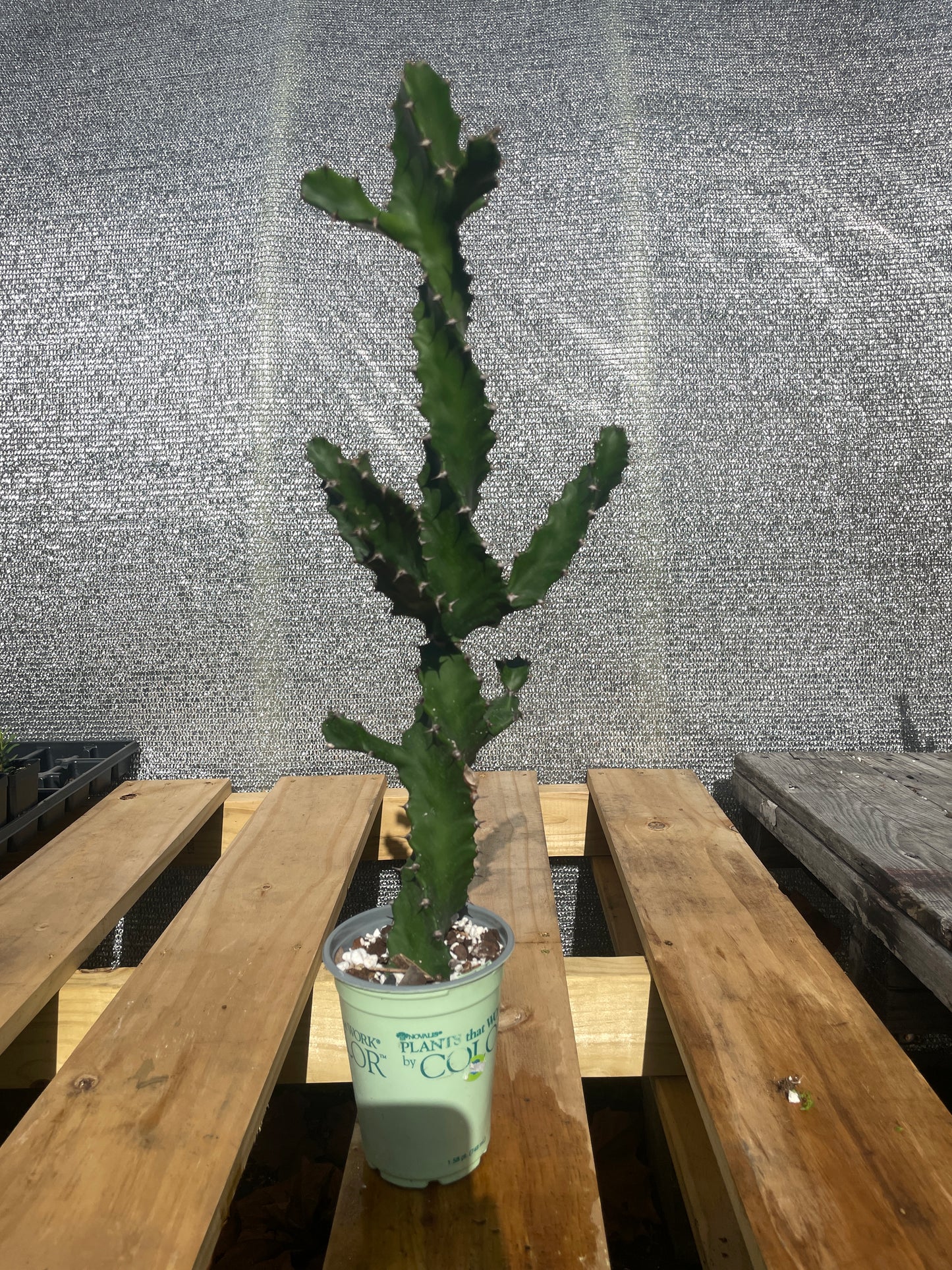 Euphorbia Tortilis - Spiral Euphorbia Super Healthy! Exact Plant (6) HUGE!