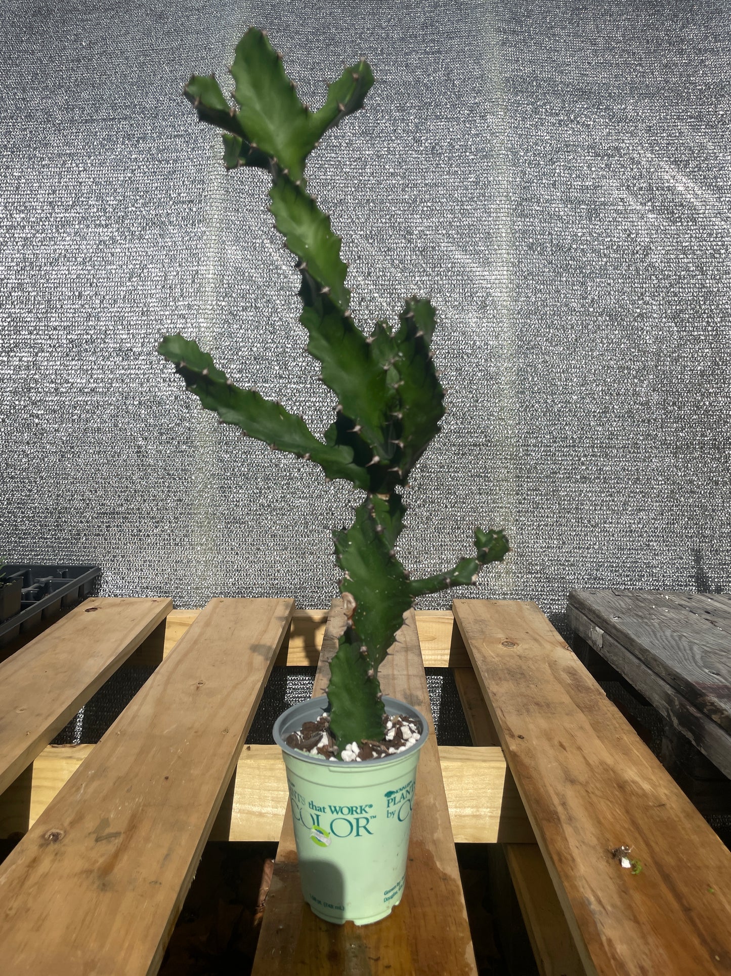Euphorbia Tortilis - Spiral Euphorbia Super Healthy! Exact Plant (6) HUGE!