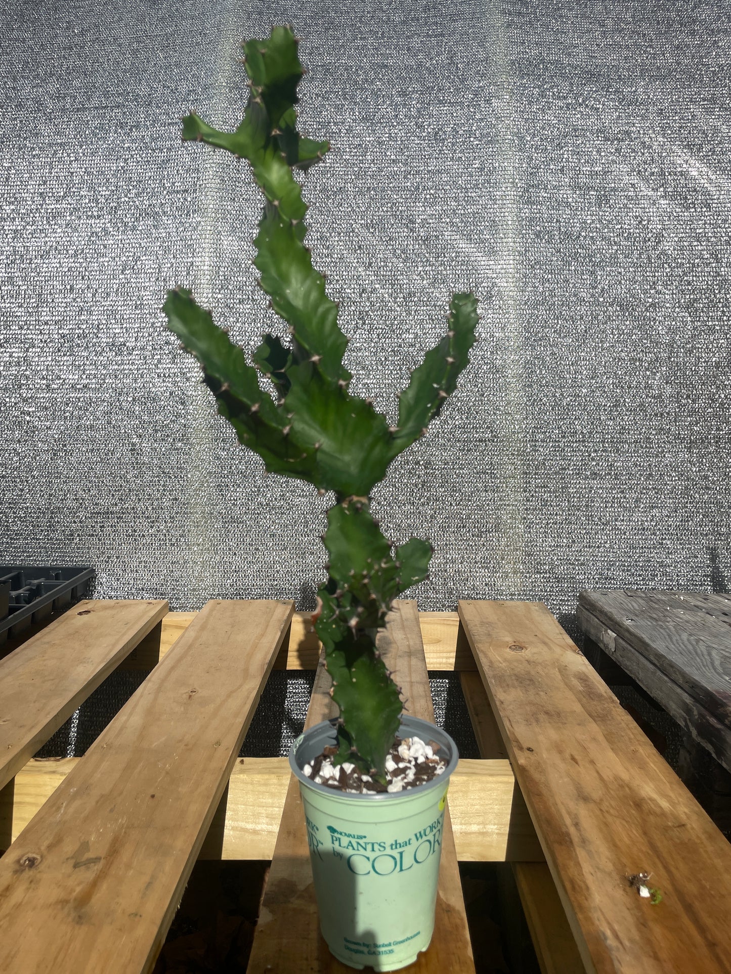 Euphorbia Tortilis - Spiral Euphorbia Super Healthy! Exact Plant (6) HUGE!