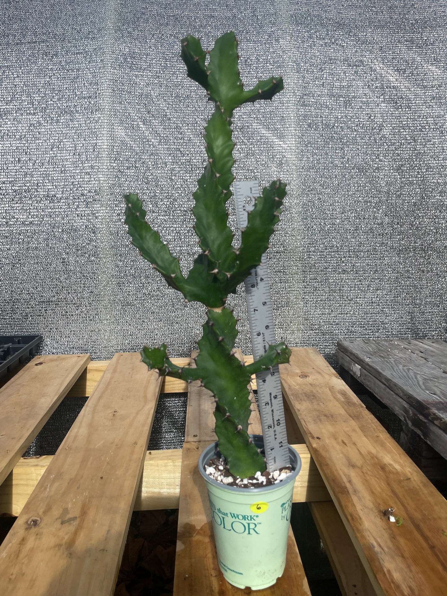 Euphorbia Tortilis - Spiral Euphorbia Super Healthy! Exact Plant (6) HUGE!