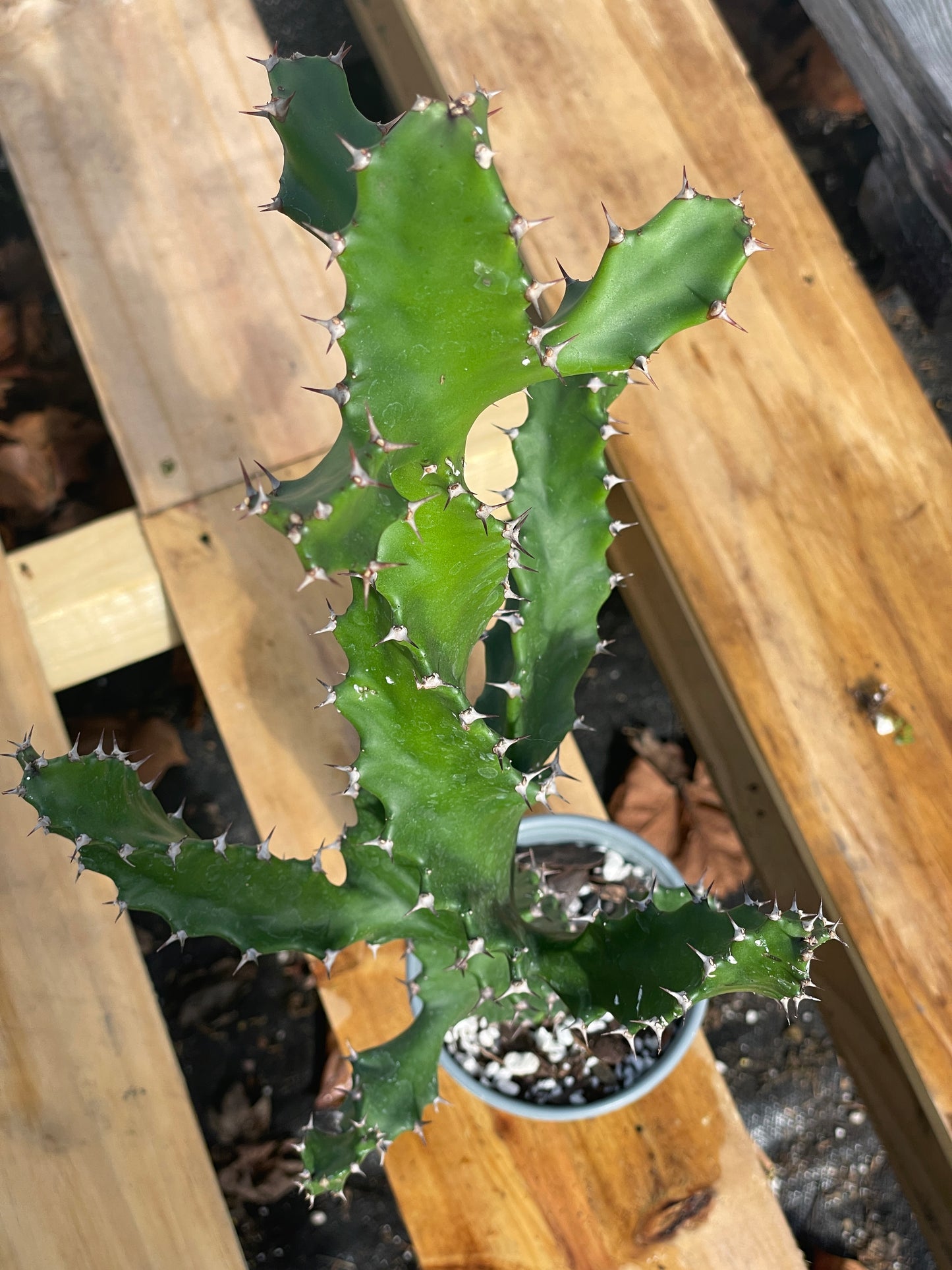 Euphorbia Tortilis - Spiral Euphorbia Super Healthy! Exact Plant (6) HUGE!