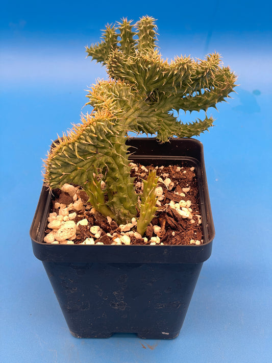 Crested Huernia Macrocarpa Inch Potted Plant WELL ROOTED