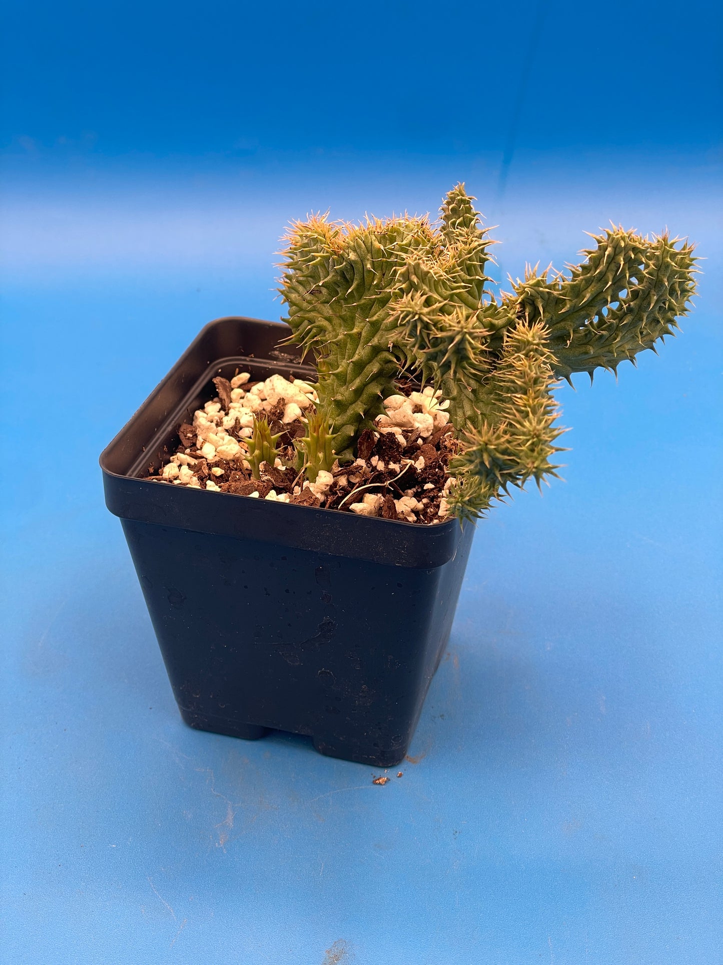 Crested Huernia Macrocarpa Inch Potted Plant WELL ROOTED
