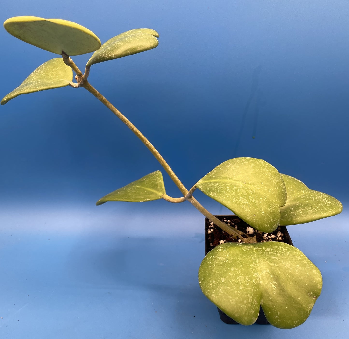 Hoya Kerrii Fully Rooted Grown In 3.5" pot - Heart Hoya- No Shipping To California Or Arizona!
