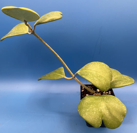 Hoya Kerrii Fully Rooted Grown In 3.5" pot - Heart Hoya- No Shipping To California Or Arizona!