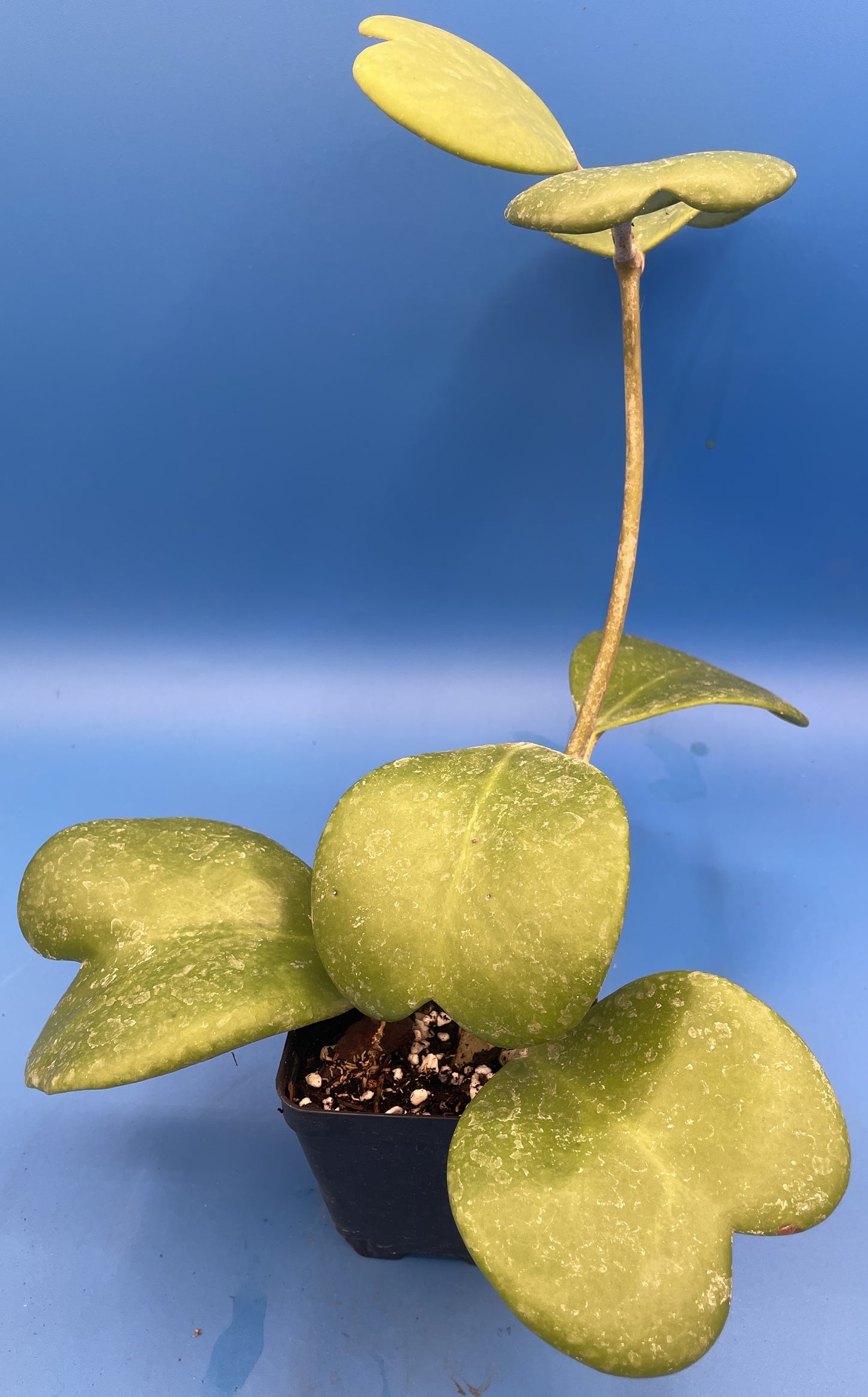 Hoya Kerrii Fully Rooted Grown In 3.5" pot - Heart Hoya- No Shipping To California Or Arizona!