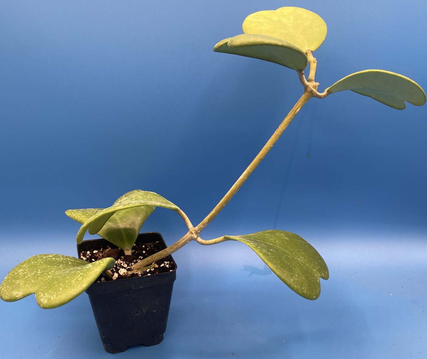 Hoya Kerrii Fully Rooted Grown In 3.5" pot - Heart Hoya- No Shipping To California Or Arizona!