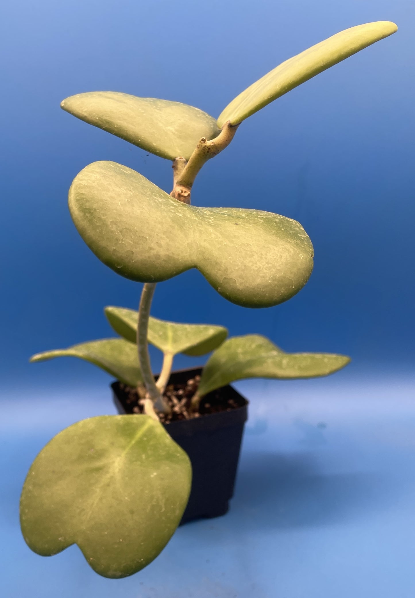 Hoya Kerrii Fully Rooted Grown In 3.5" pot - Heart Hoya- No Shipping To California Or Arizona!