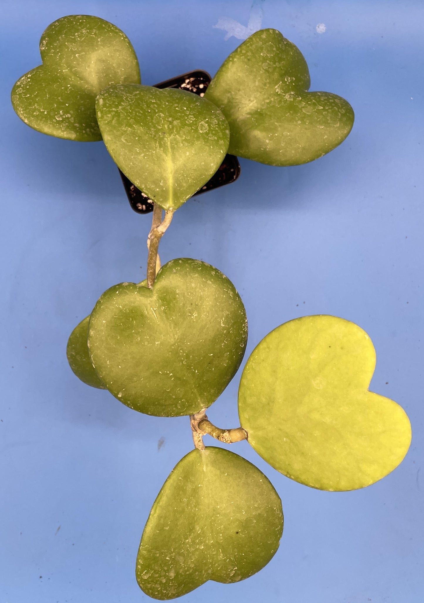 Hoya Kerrii Fully Rooted Grown In 3.5" pot - Heart Hoya- No Shipping To California Or Arizona!