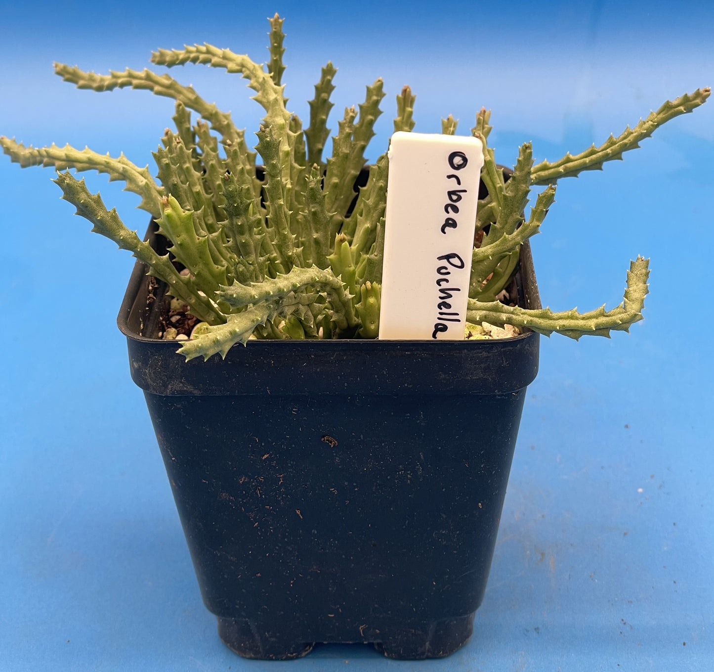 Orbea Pulchella 3.5 Inch Potted Plant WELL ROOTED