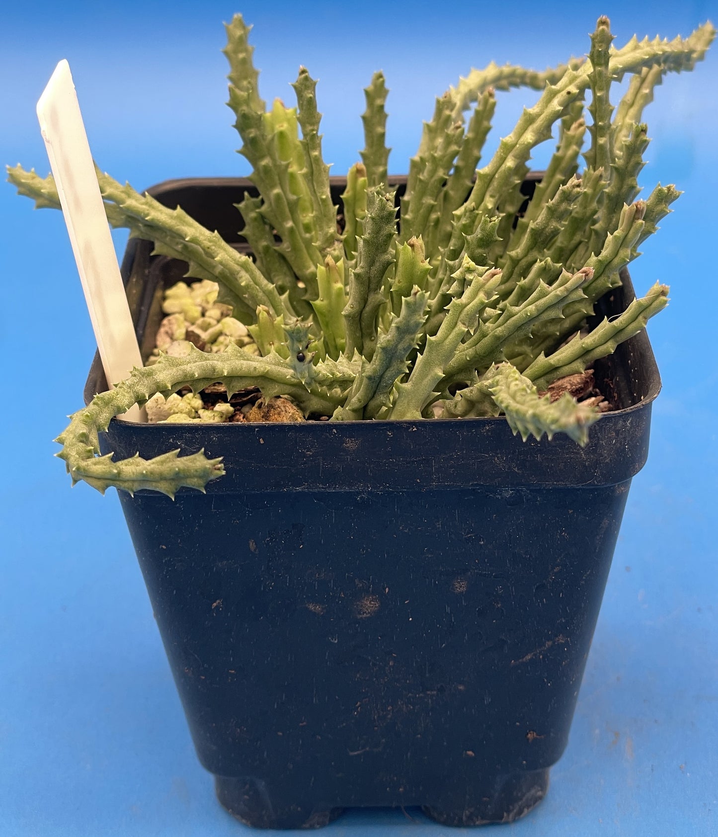 Orbea Pulchella 3.5 Inch Potted Plant WELL ROOTED