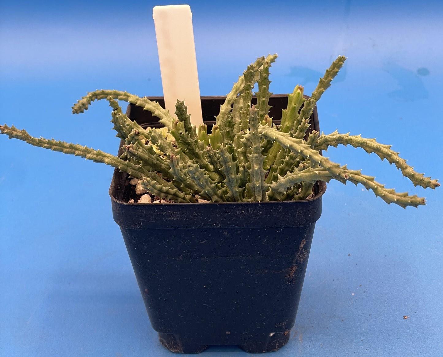 Orbea Pulchella 3.5 Inch Potted Plant WELL ROOTED