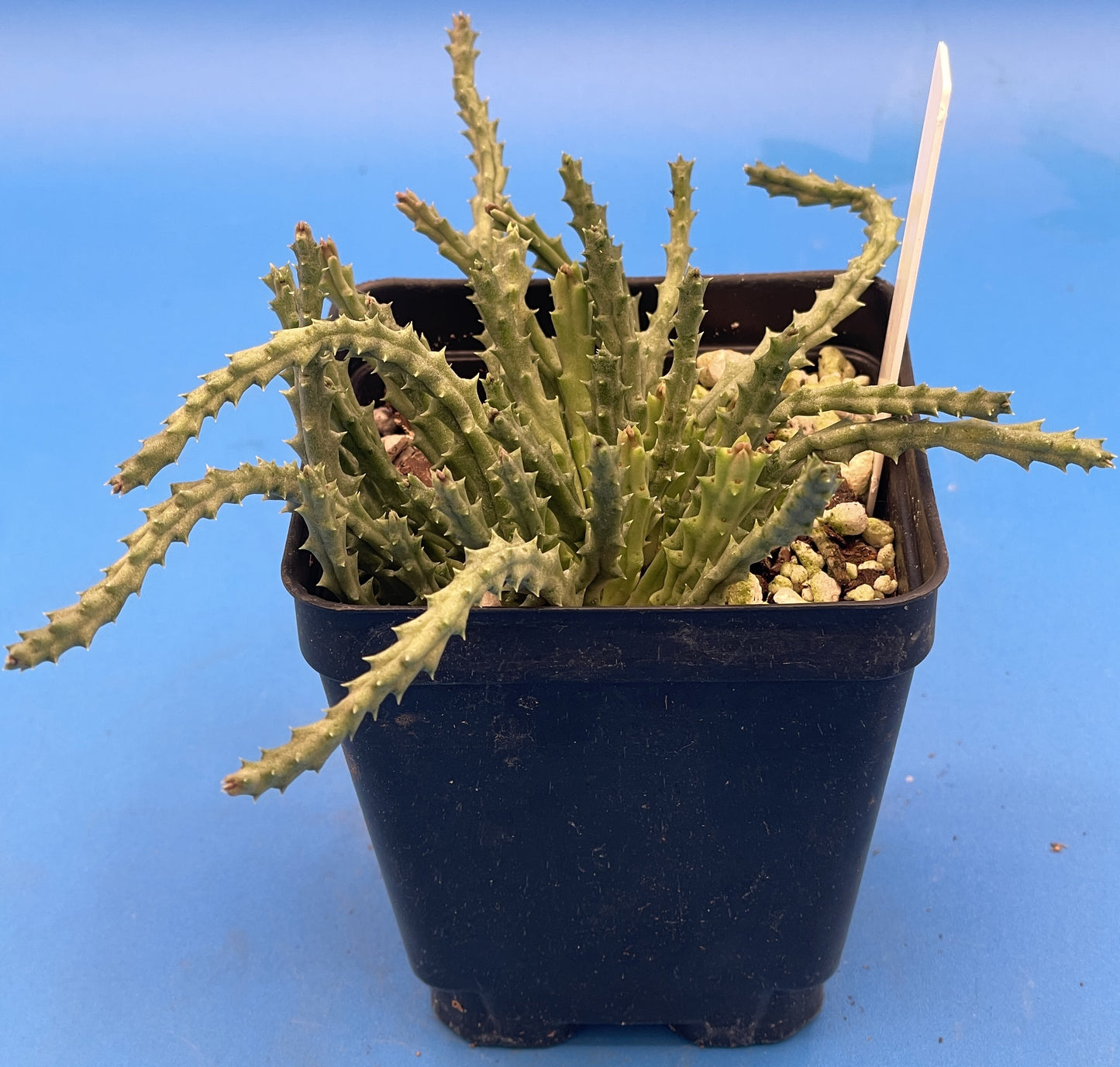 Orbea Pulchella 3.5 Inch Potted Plant WELL ROOTED