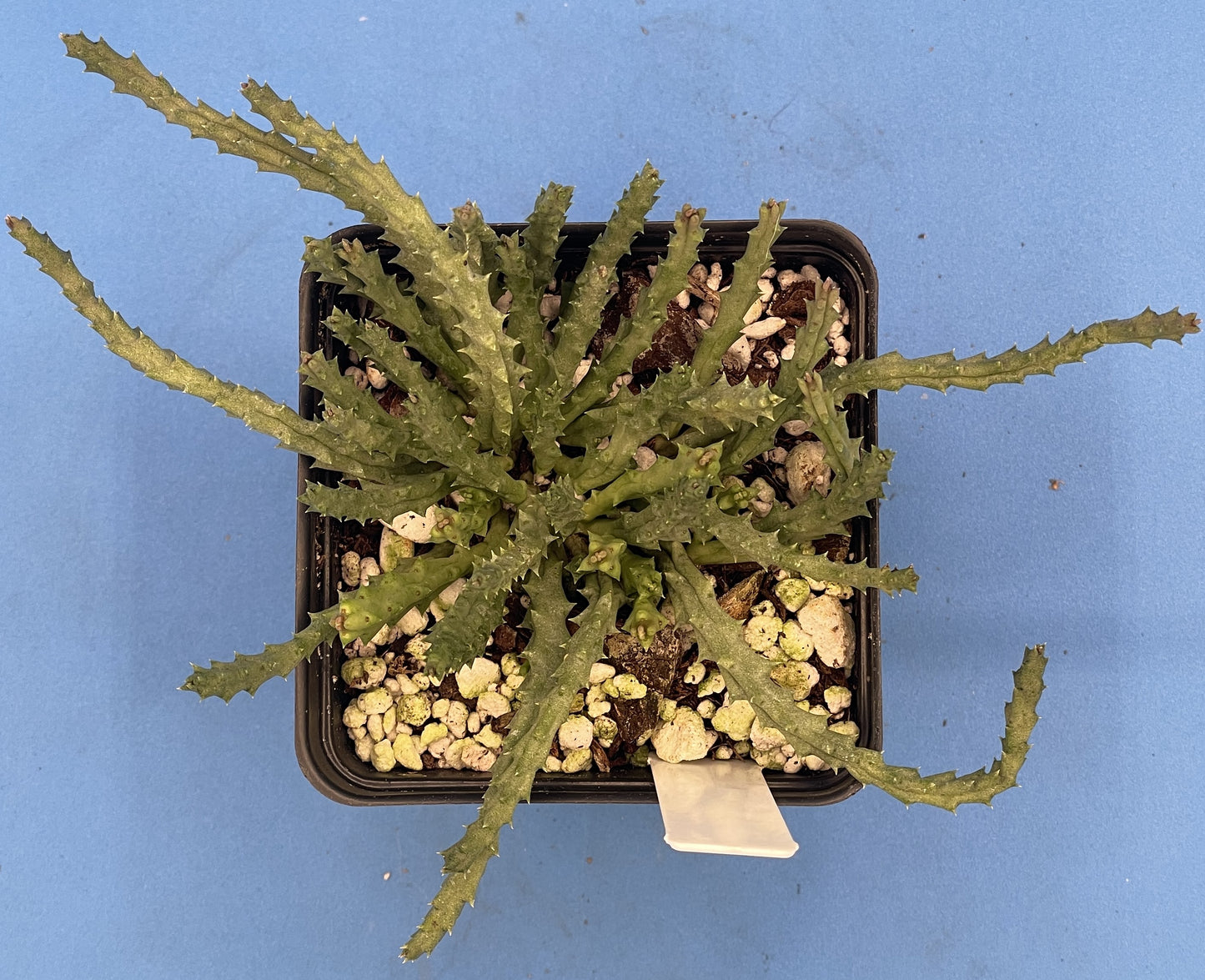 Orbea Pulchella 3.5 Inch Potted Plant WELL ROOTED
