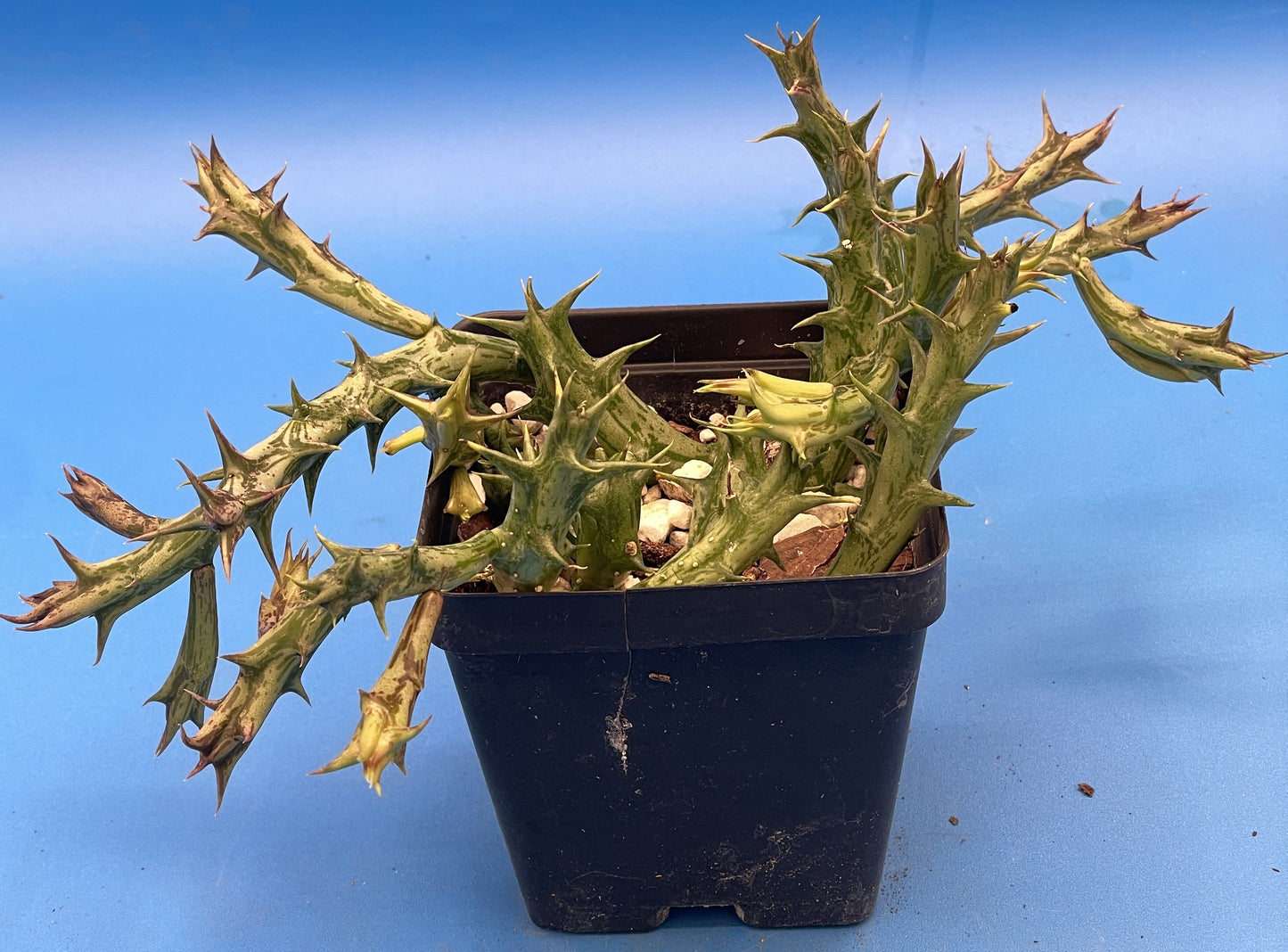 Orbea Dummeri 3.5 Inch Pot - Larger Blooming Size! WELL ROOTED Ready For Hanging Basket!