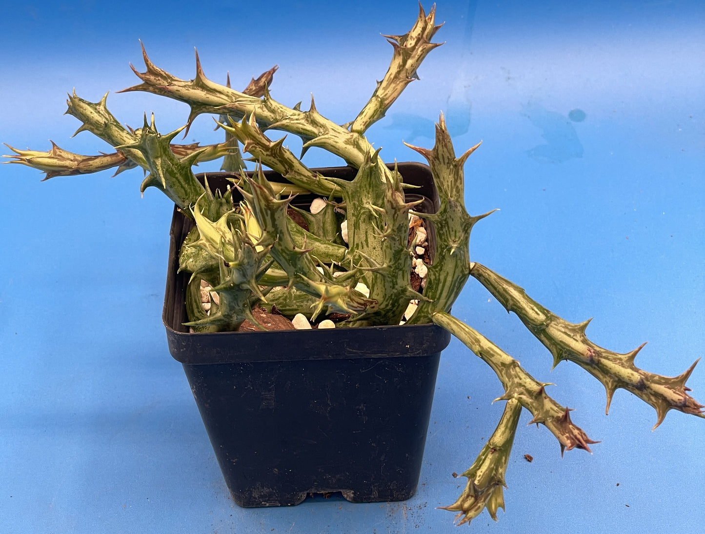 Orbea Dummeri 3.5 Inch Pot - Larger Blooming Size! WELL ROOTED Ready For Hanging Basket!